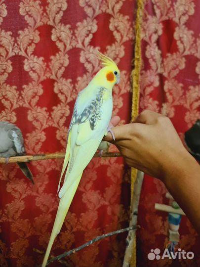 Попугай корелла (выкормыш)