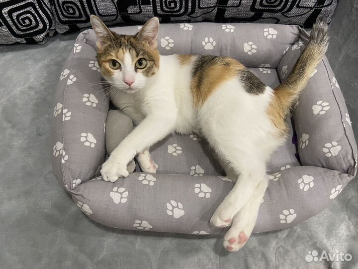 Кошка 1,2 месяца, стерилизованная