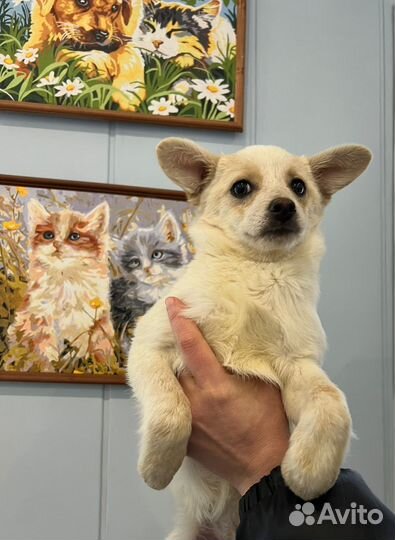 Щенок от маленькой собачки