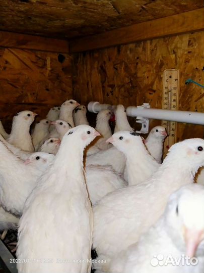 Перепела Техасцы