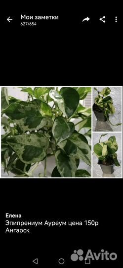 Комнатные растения