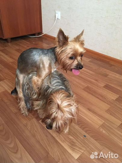 Йоркширский терьер Вязка