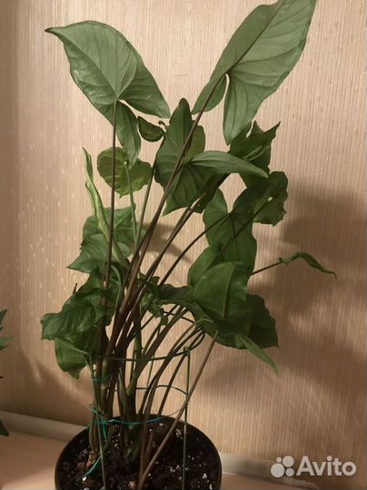 Фикус каучуконосный