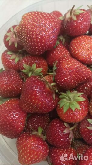 Рассада клубники Соната