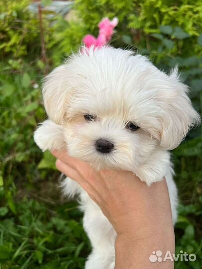 Мальтезе мальтийская болонка