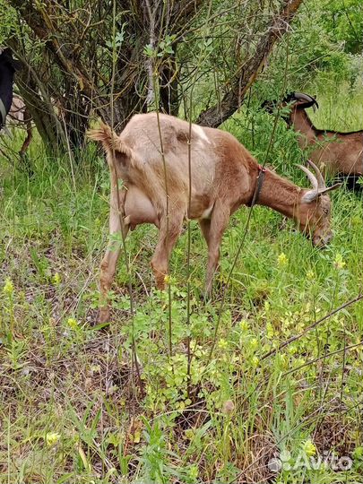 Козы дойные