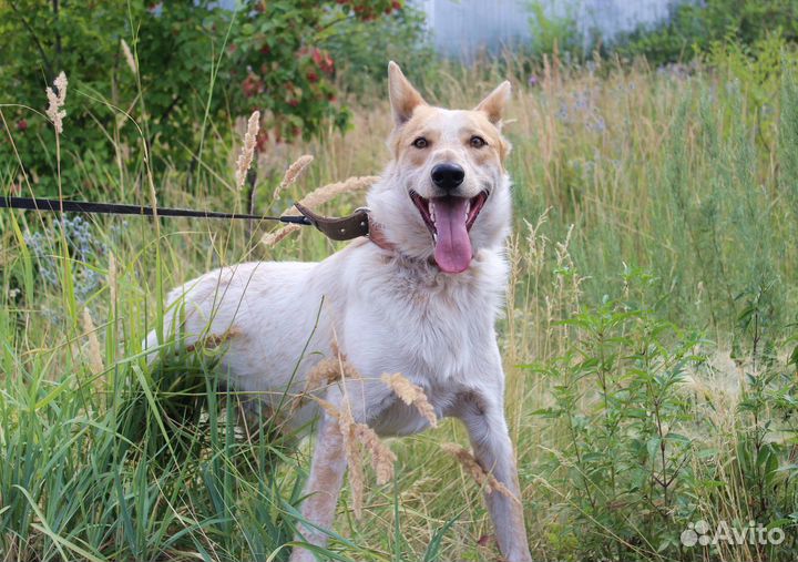 Собака Альф