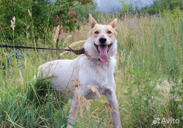 Собака Альф