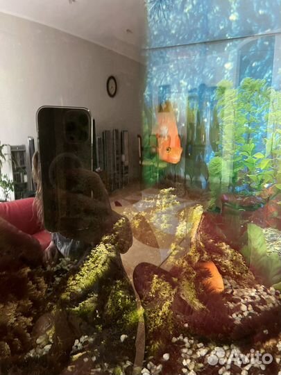 Аквариум с тумбой juwel 190