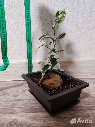 Фикус Бенджамина (бонсай)