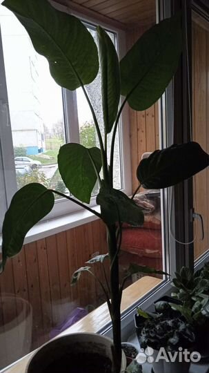 Диффенбахия