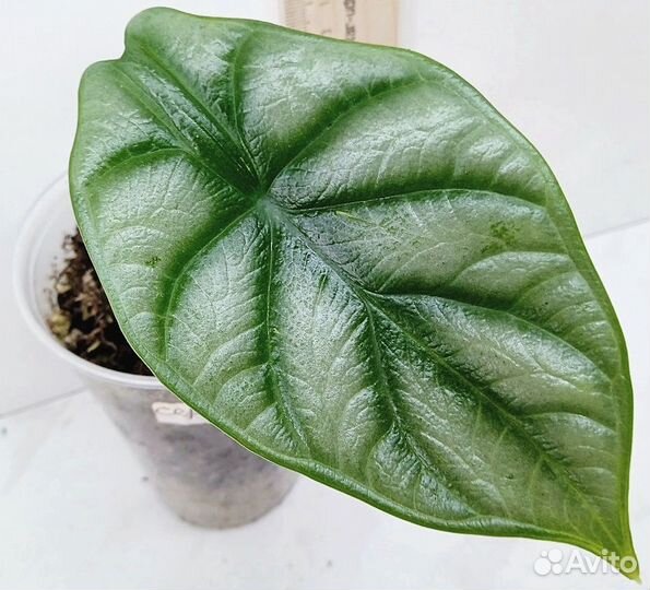 Комнатные растения цветы