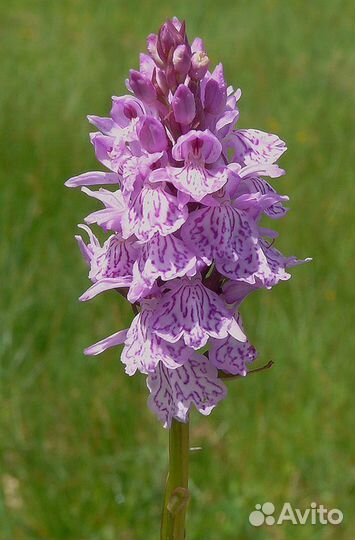 Пальчатокоренник, лесная орхидея, кукушкина слеза