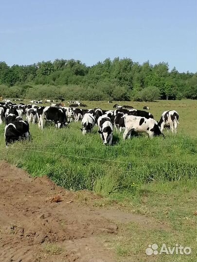 Разнорабочий Дояр