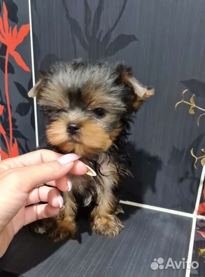 Йоркширский терьер