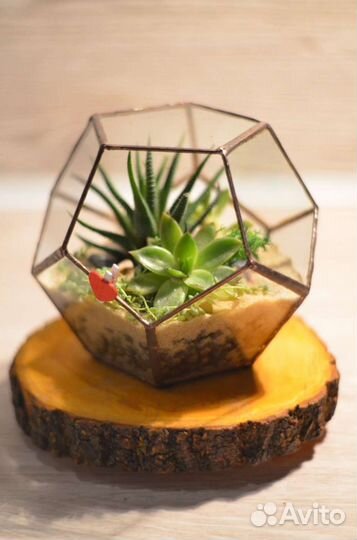 Флорариум Додекаэдр с суккулентами