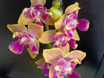 Орхидея фаленопсис голдэн санд/ golden sand