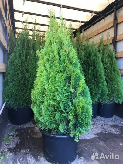 Туя Смарагд