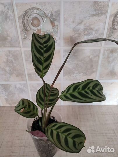 Комнатные цветы