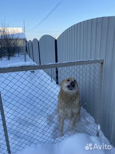 Помесь дворняги и овчарки