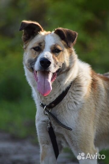 Собака в добрые руки (девочка) приют 