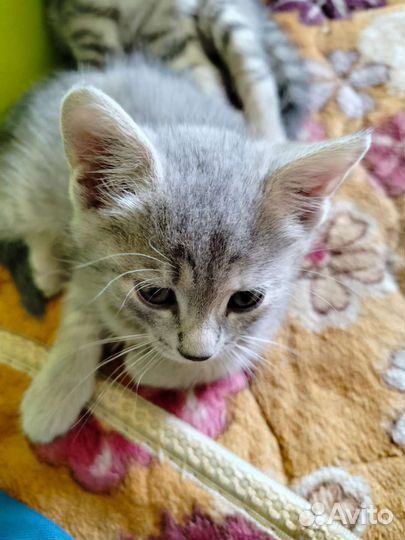 Котята девочки в добрые руки