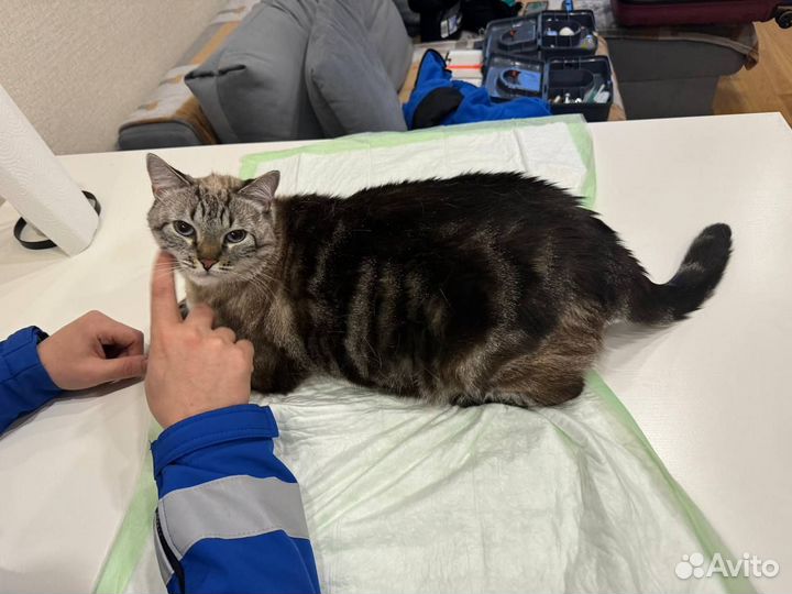 Вызов ветеринара на дом