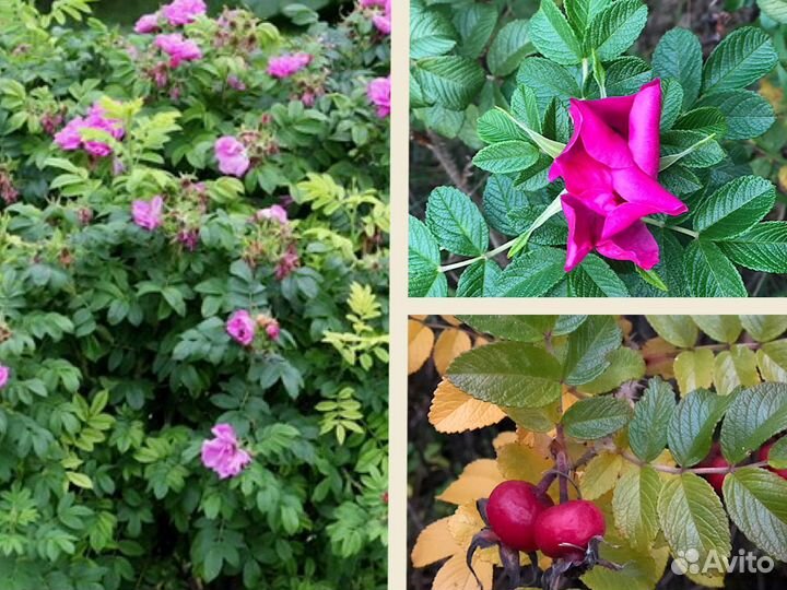 Роза морщинистая