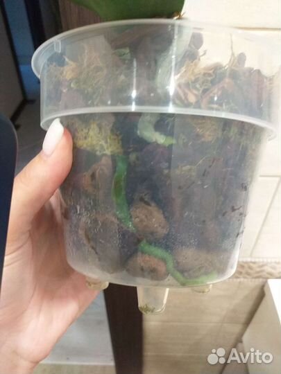 Орхидея Дикий кот бабочка Голландия