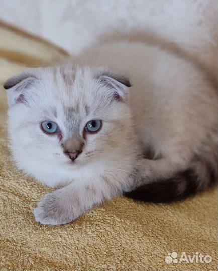 Шотландские котята