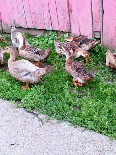 Утки башкирские