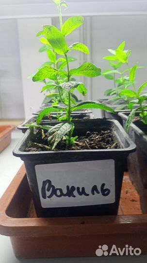 Рассада Мяты с разными ароматами