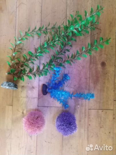 Аквариумные водоросли и рыбы