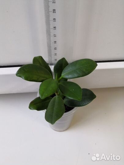 Сортовые Фикусы 1