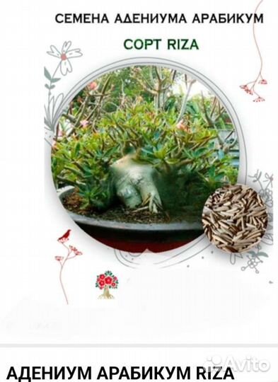 Адениум арабикум