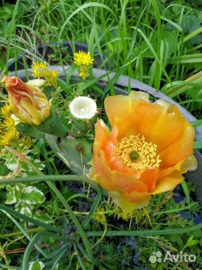 Кактус опунция уличный