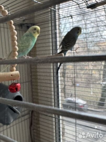 Волнистые попугаи с клеткой