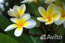 Плюмерия, символ Бали