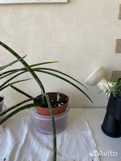 Сансивиерия фернвуд