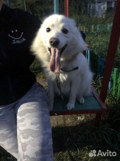 Собака в добрые руки