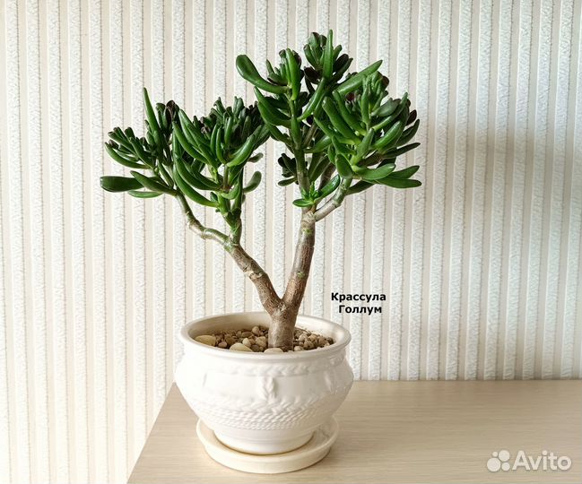 Растения (голлум, зензи, фикус эластика крупный)