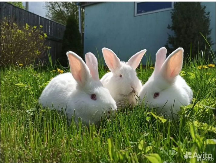 Комбикорм для бройлеров,Старт.Рост.Финишь