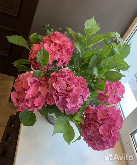 Гортензия крупнолистная