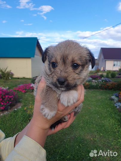 Щеночек девочка