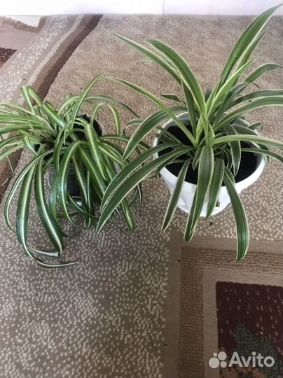 Хлорофитум Хохлатый и Бонни