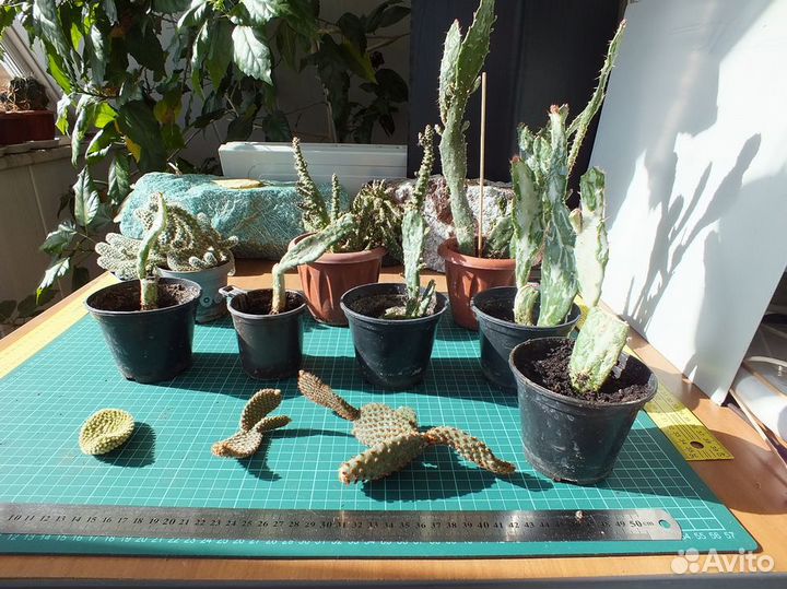 Кактусы Суккуленты Опунции вариегатные + №2