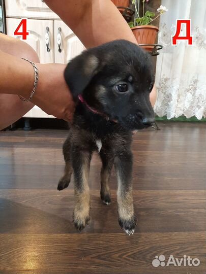 Отдам в добрые руки