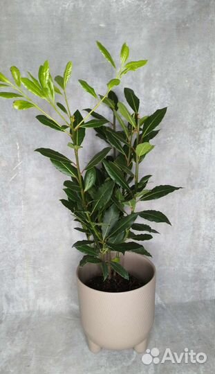 Лавровое дерево, лавр