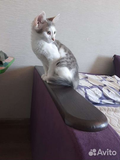 Отдаём котят в добрые руки