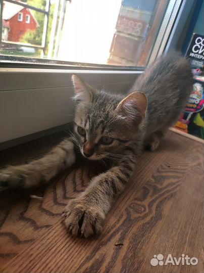 Котенок в добрые руки